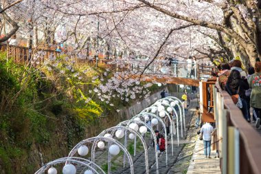 Jinhae, Güney Kore - 2 Nisan 2019: Jinhae Gunhangje Festivali Kore 'nin en büyük kiraz çiçeği festivali. 2 Nisan 2019' da Kore 'nin Jinhae kentindeki güzel manzaranın fotoğraflarını çeken turistler görülüyor..