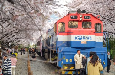 Jinhae, Güney Kore - 2 Nisan 2019: Gyeonghwa İstasyonu, Güney Kore 'deki Jinhae Gunhangje Festivali' nde trenin etrafındaki güzel manzaranın fotoğraflarını çeken turistler.