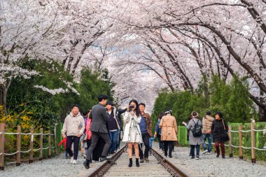 Jinhae, Güney Kore - 2 Nisan 2019: Güney Kore 'deki Gyeonghwa İstasyonu' nda Jinhae Gunhangje Festivali 'nde kiraz ağaçları arasındaki güzel manzaranın fotoğraflarını çeken turistler.