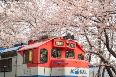 Jinhae, Güney Kore - 2 Nisan 2019: Güney Kore 'deki Gyeonghwa istasyonunda Jinhae Gunhangje Festivali' nde kiraz ağaçları arasındaki tren.