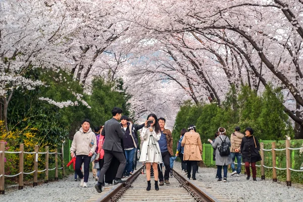 Jinhae Corea Del Sur Abril 2019 Los Turistas Toman Fotos — Foto de Stock