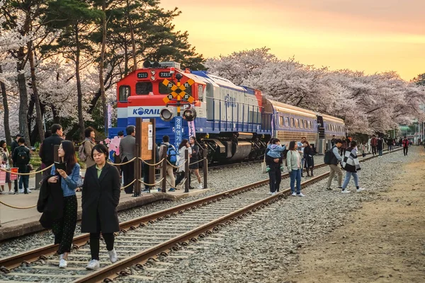 Jinhae Korea Południowa Kwietnia 2019 Turyści Robiący Zdjęcia Pięknej Scenerii — Zdjęcie stockowe