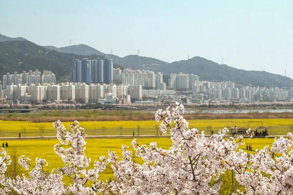 Pusan Korea Południowa Kwiecień 2019 Turystyczne Zdjęcie Yuchae Canola Flower — Zdjęcie stockowe