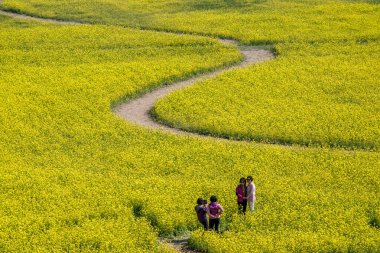 Busan, Güney Kore 3. 2019: Daejeo Ekoloji Parkı, Busan, Güney Kore 'de Yuchae Canola Çiçek Festivali' nde fotoğraf çeken turist.