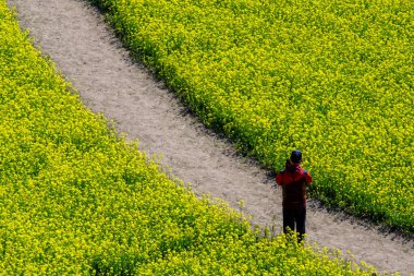 Busan, Güney Kore 3. 2019: Daejeo Ekoloji Parkı, Busan, Güney Kore 'de Yuchae Canola Çiçek Festivali' nde yürüyen turist.