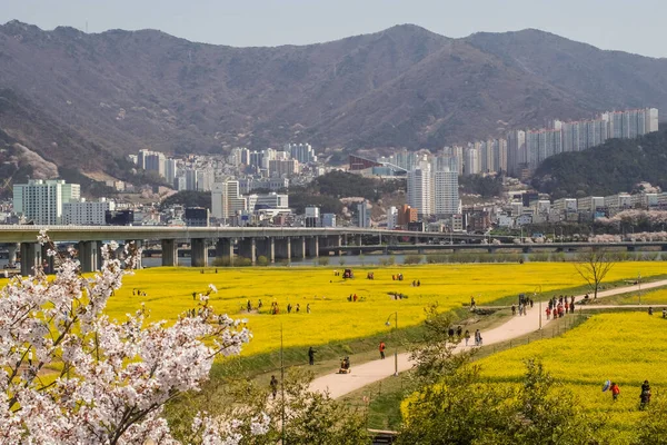 Pusan Korea Południowa Kwiecień 2019 Turystyczne Zdjęcie Yuchae Canola Flower — Zdjęcie stockowe