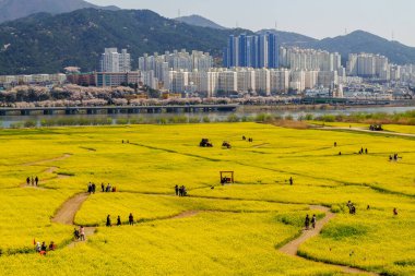 Busan, Güney Kore 3. 2019: Daejeo Ekoloji Parkı, Busan, Güney Kore 'de Yuchae Canola Çiçek Festivali' nde fotoğraf çeken turist.