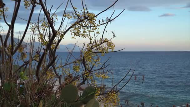 海の前の植物の海の夕日 動画クリップ