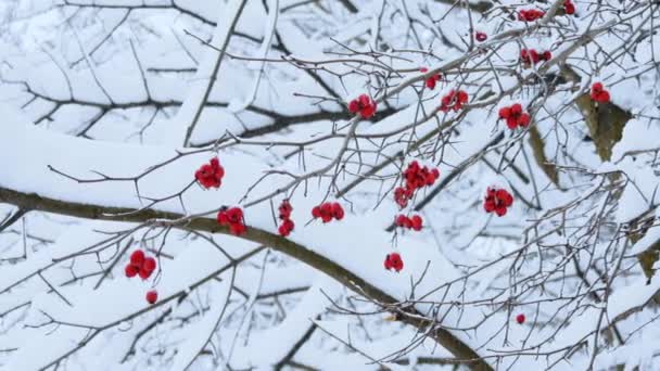 ロシアの冬 雪の中のブッシュの果実 — ストック動画