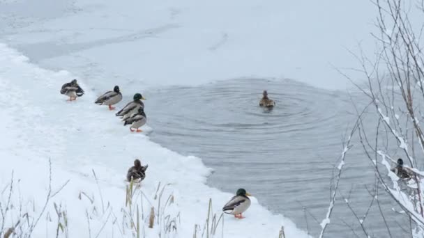 Inverno Russo Sul Fiume Foresta Durante Anatre Nevicata — Video Stock