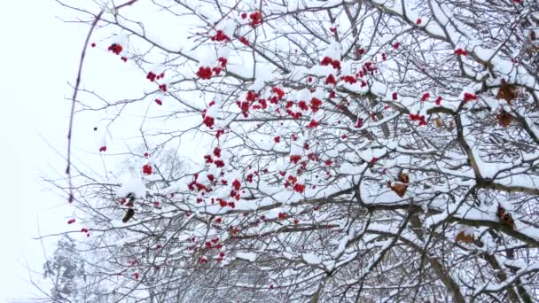 俄罗斯的冬天雪下的灌木浆果 — 图库视频影像
