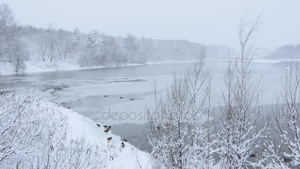 Russischer Winter Schneefall Auf Dem Waldfluss Enten Auf Dem Wasser — Stockvideo