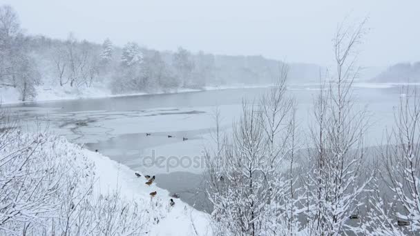 Русская Зима Снегопад Лесной Реке Утки Воде — стоковое видео