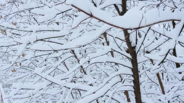 俄罗斯的冬天冬天的森林 树下的树枝在雪下 — 图库视频影像