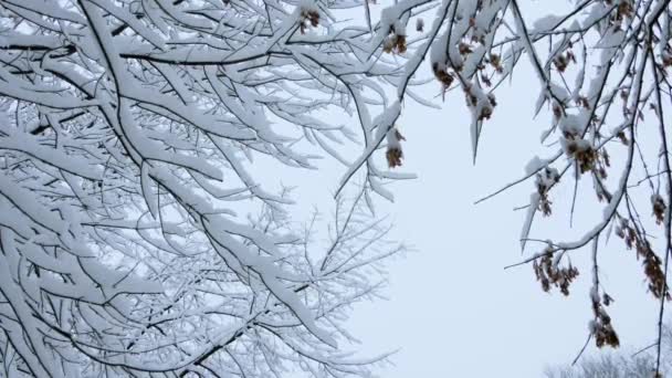 俄罗斯的冬天冬天的森林 树下的树枝在雪下 — 图库视频影像