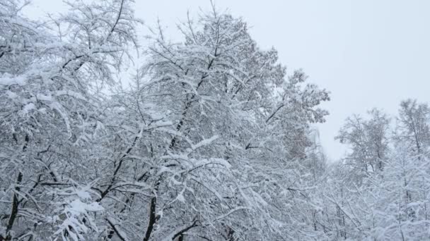 俄罗斯的冬天冬天的森林 雪下的树 — 图库视频影像