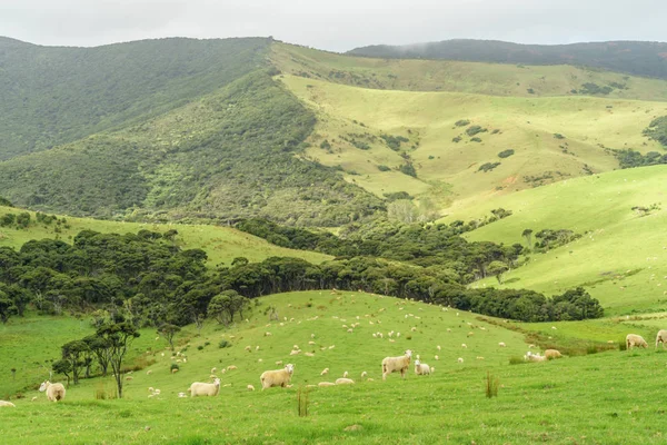 Grazing — Stock Photo, Image