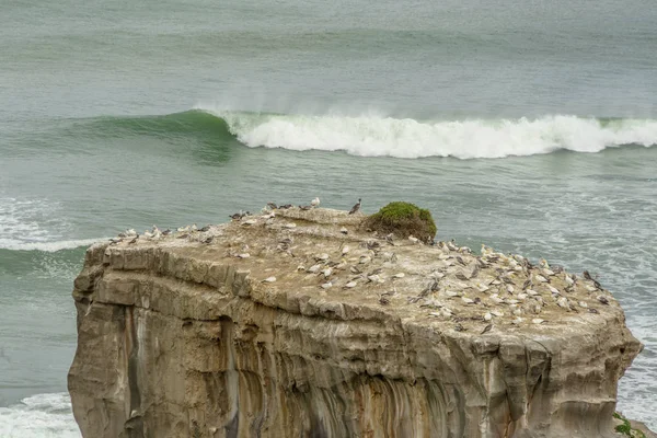 Seagulls — Stock Photo