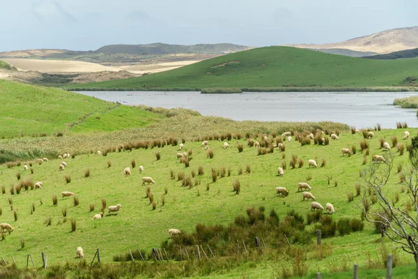 Sheep herd — Stock Photo