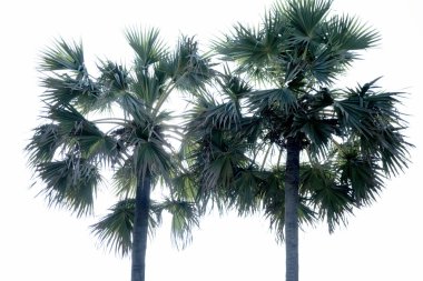 güzel palmiye ağaçları ile güneşin arka planda arka plan olarak mükemmel doğal palmiye ağacı yapraklar,