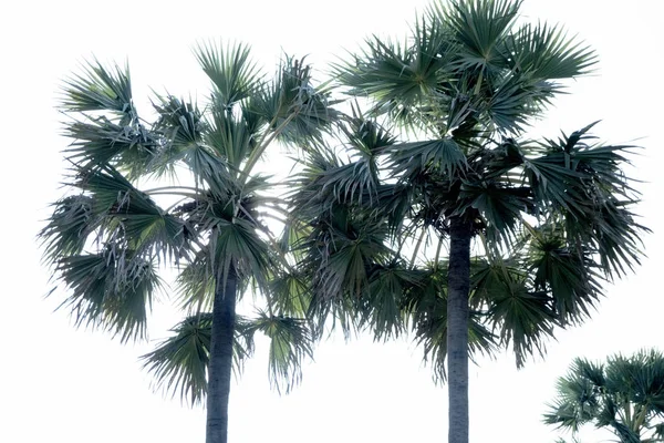 美丽的棕榈树与阳光的背景 自然棕榈树叶完美的背景 — 图库照片