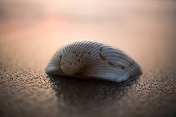 Shell Beach Vietnam Close Beautiful Shell — Stock Photo, Image