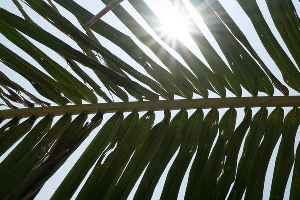 Красивый Лист Пальмы Близко — стоковое фото