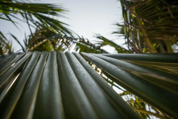 Красивый Лист Пальмы Близко — стоковое фото