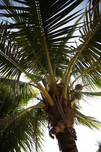 美丽的棕榈树关闭 — 图库照片
