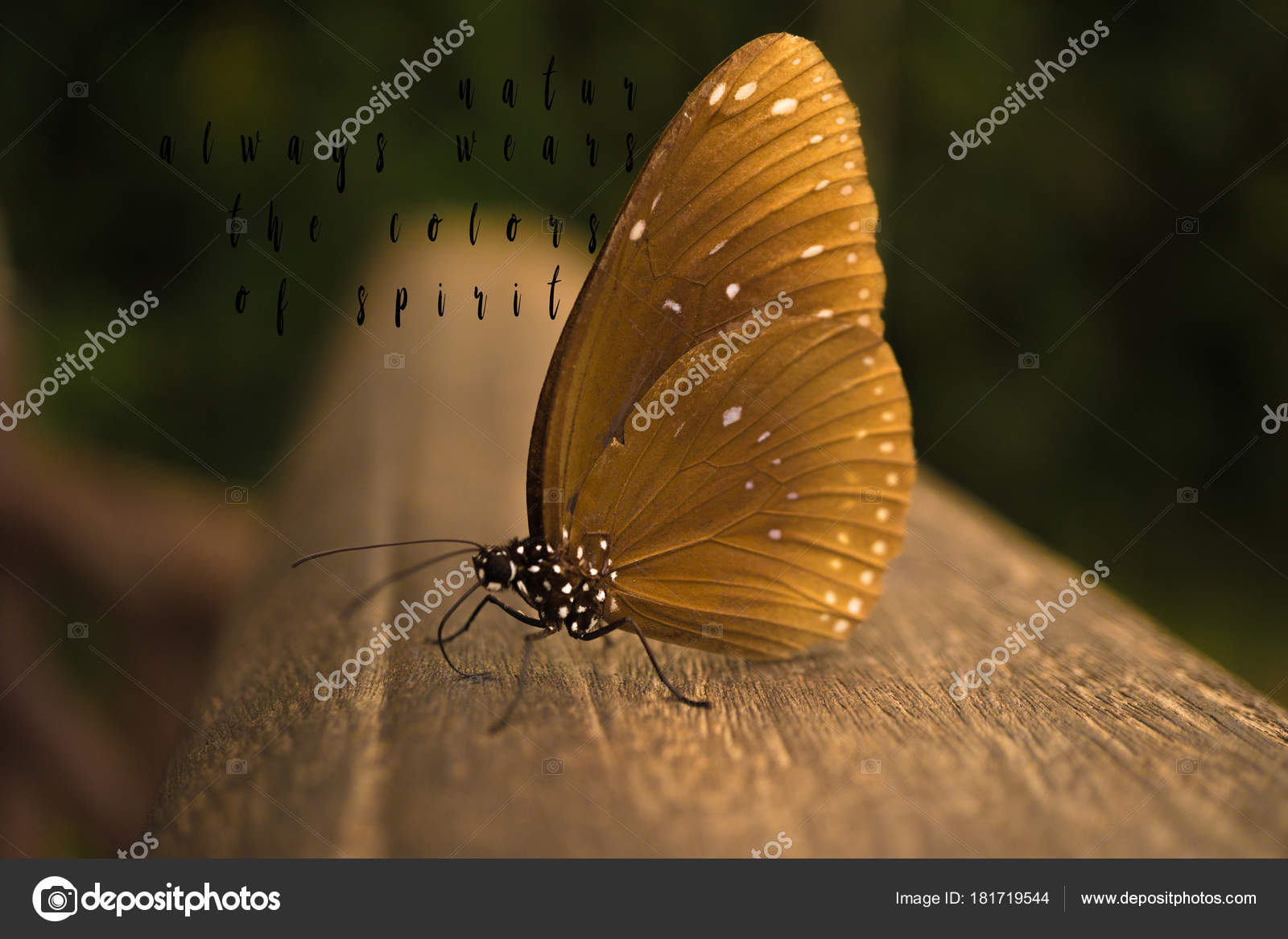 Beau Papillon Grande Lumiere Avec Une Citation Citation Nature Grandes Photographie Fitchgallery C