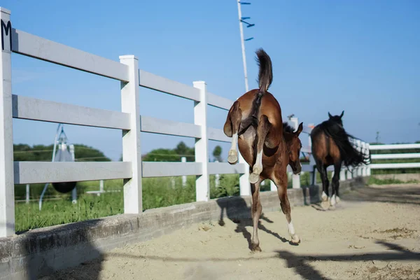 Маленькая Лошадь Веселится Прыгает Вокруг Счастливый Жеребенок Беспокоиться Бесплатно Лошадь — стоковое фото