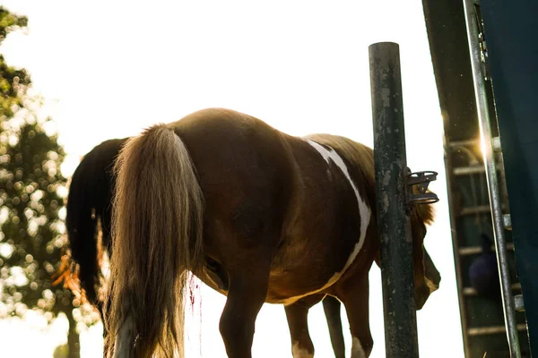 Маленький Пони Пути Еде Золотой Свет Любитель Лошадей — стоковое фото