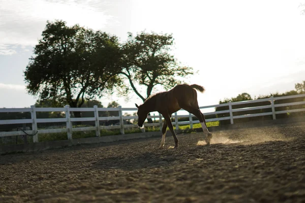 Маленький Жеребенок Бегает Грязи Лошади Веселятся Беспокоятся Свободные Животные — стоковое фото