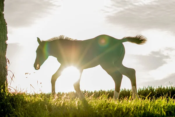 Лошадь Бежит Сквозь Солнце Жеребенок Зерновом Поле Лошадь Бежит — стоковое фото