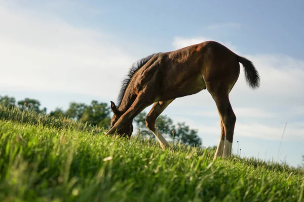 Красивая Маленькая Игра Лошадей Жеребенок Ищет Пищу Удивительные Детали Животные — стоковое фото