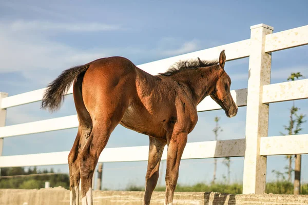 Маленькая Лошадь Смотрит Барьер Жеребенок Перед Забором Красивая Лошадь Теплый — стоковое фото