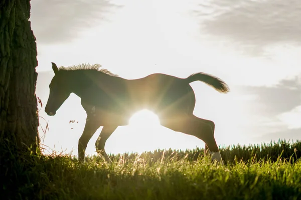 Лошадь Бежит Через Солнце Жеребенок Поле Зерна Бег Лошадка Беспокоиться — стоковое фото
