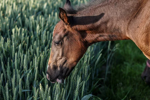 Малыш Лошадь Ест Зерно Красивое Животное Лошадиная Сила Маленький Жеребенок — стоковое фото