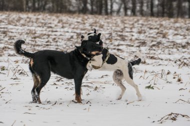 Köpekler, iki köpek, karda oynarken kış sezonu don't stop onları--dan having oyunculuk, kim are having oyunculuk, büyük zaman Karda donmuş alan hayvanlar eğleniyor musun