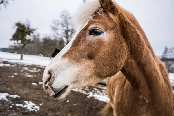 Коричневая Лошадь Расслабляется Улице Холодную Зиму Австрии Лошадь Получил Холод — стоковое фото