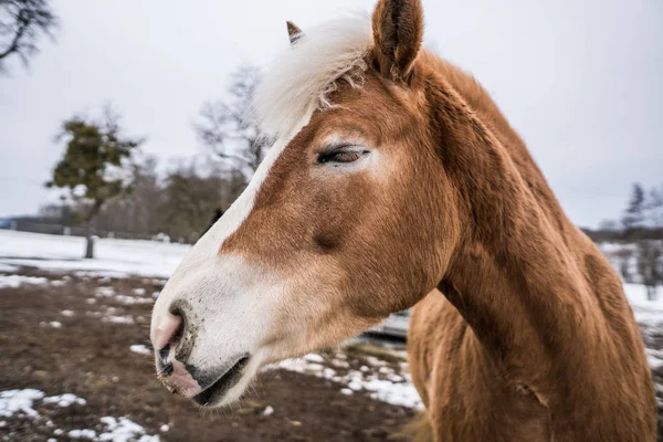 Коричневая Лошадь Отдыхает Улице Холодную Зиму Австрии Лошадь Получает Холод — стоковое фото