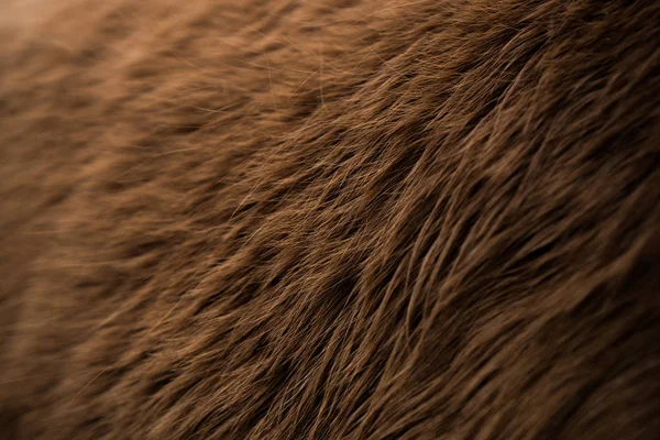 horse fur texture, animal skin texture close up, animal hair, brown fell, background