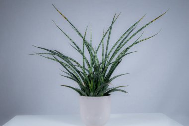 Beyaz bir tencerede beyaz arka plan üzerinde çöl bitkileri