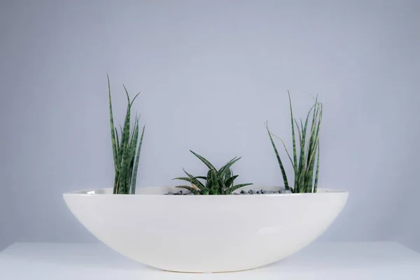 Plantes Désert Sur Fond Blanc Dans Pot Blanc — Photo