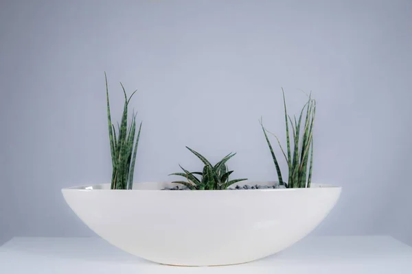 Sivatagi Növényeket Fehér Háttér Előtt Fehér Pot — Stock Fotó