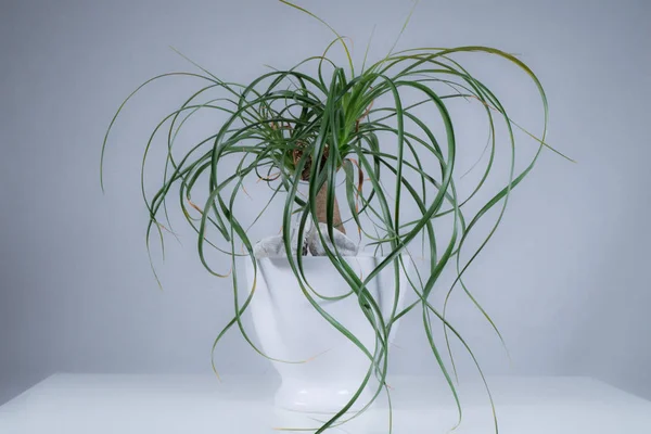 Beyaz bir tencerede beyaz arka plan üzerinde çöl bitkileri