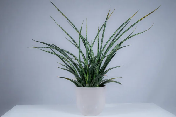 desert plants on white background in a white pot