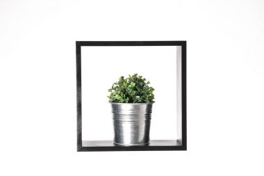 beyaz izole beyaz arka plan üzerinde metal pot, siyah bir kare içinde tropikal çiçek küçük fotoğraf, soyut duvar kağıdı bitkiler