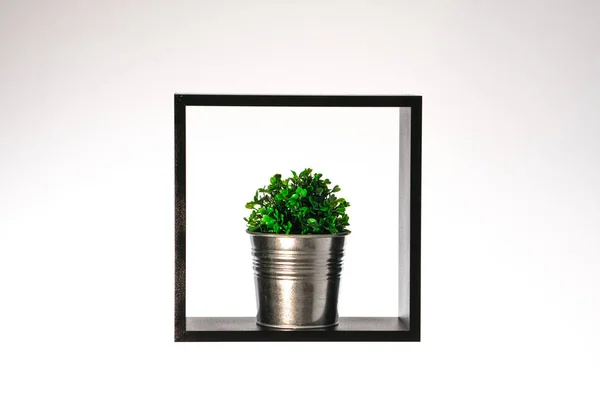 beyaz izole beyaz arka plan üzerinde metal pot, siyah bir kare içinde tropikal çiçek küçük fotoğraf, soyut duvar kağıdı bitkiler