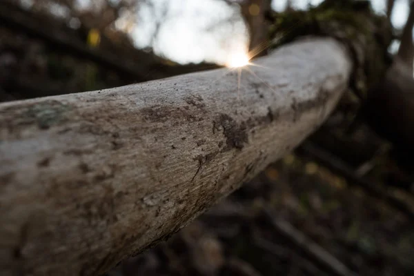 Régi Fából Készült Stick Nagy Sunset Ausztriában Erdő Forest Sunset — Stock Fotó